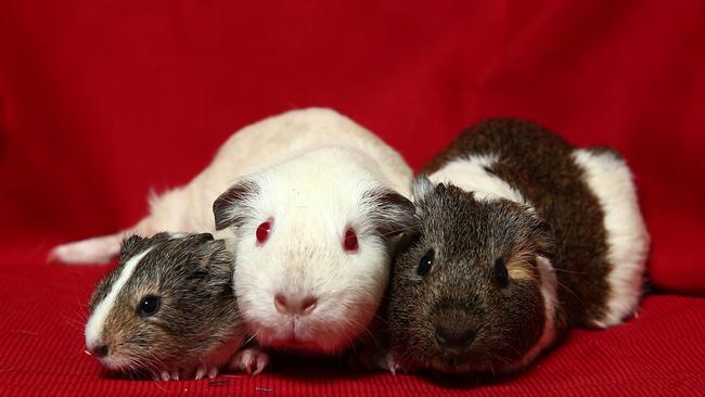 Could you give a guinea pig a new home?