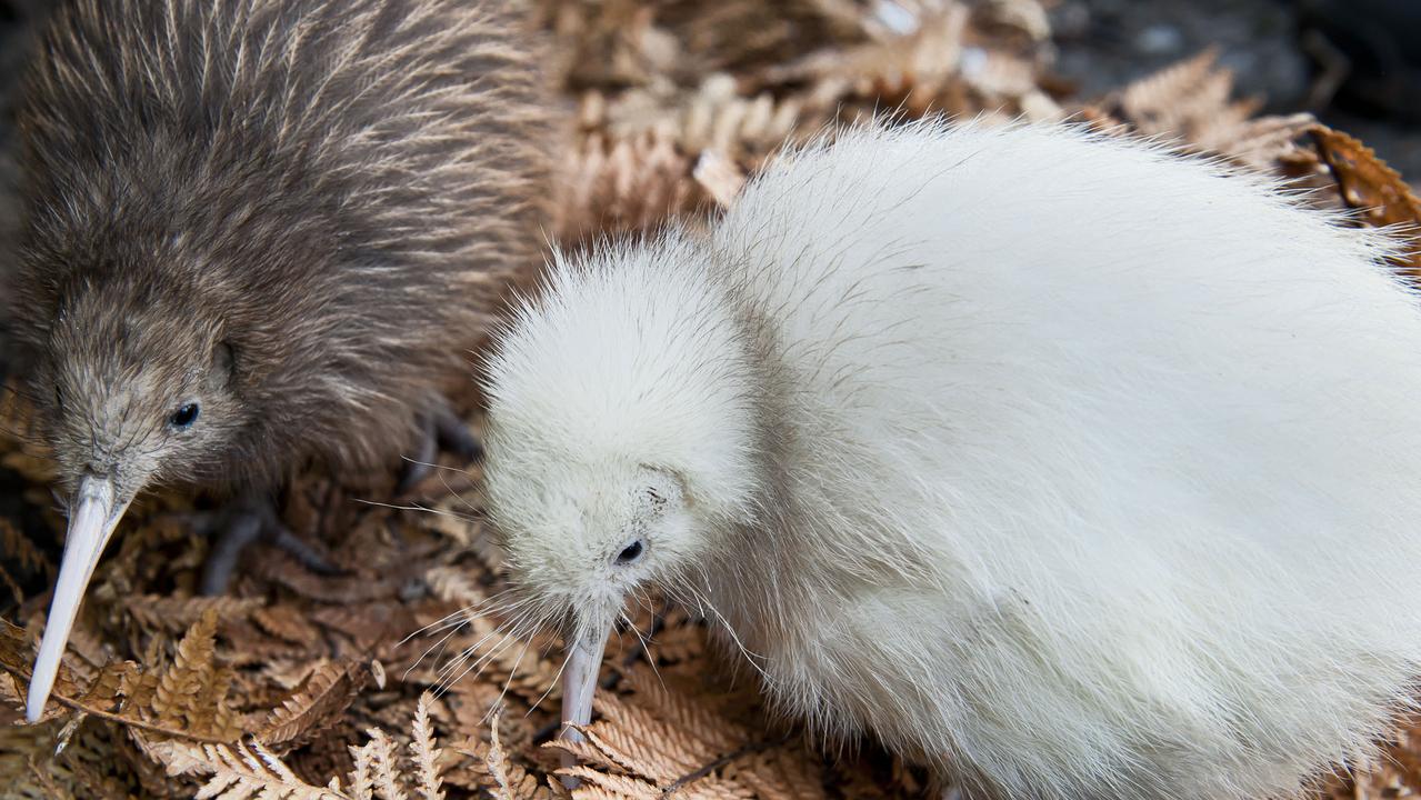 The kiwi made an unexpected entry into New Zealand’s 2020 Bird of the Year leaderboard, immediately leading to suspicion. Picture: Supplied