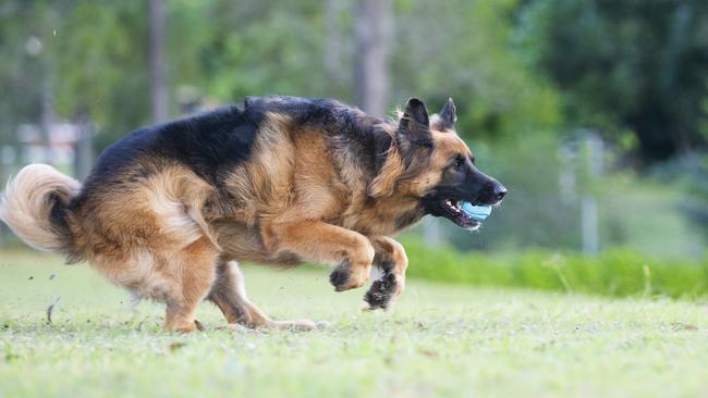 There’s plenty of places to take your dog for some park time in Melbourne’s west. Picture: AAP Image/Renae Droop.