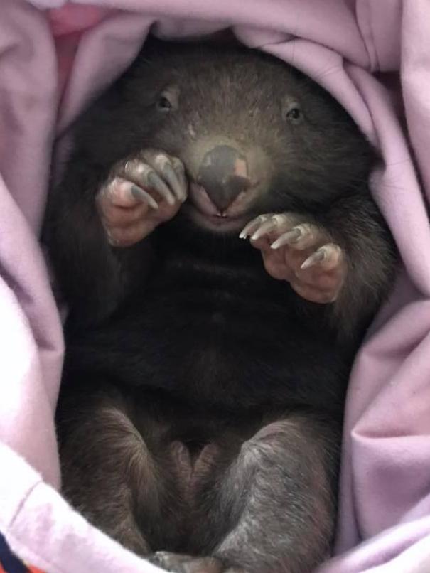 He is recovering with a friend the same age before he can be released back into the wild. Picture: Wildlife Victoria