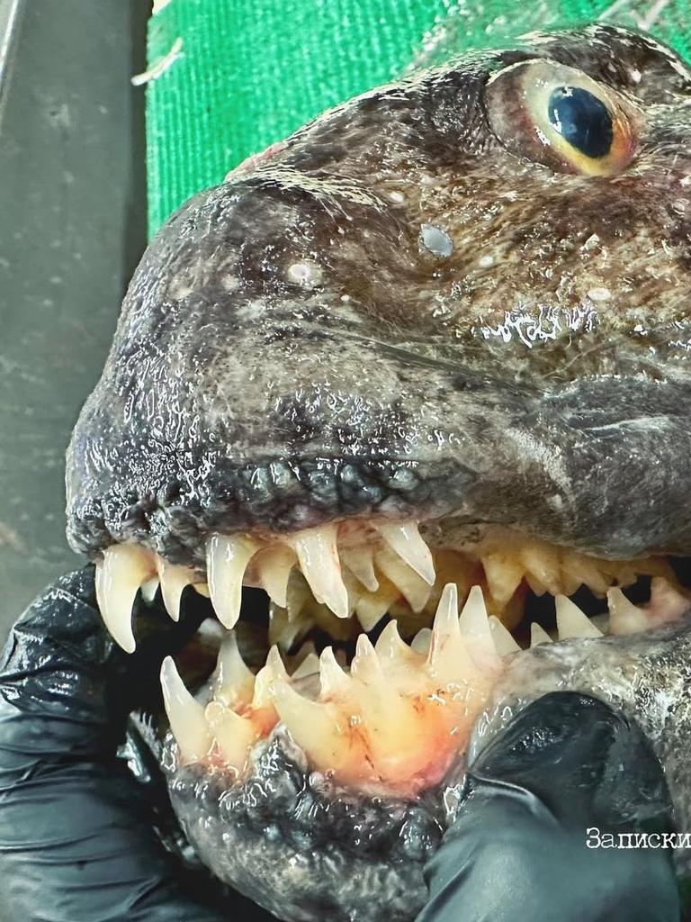 A deep-sea critter sports a set of gnarly teeth. Picture: Instagram