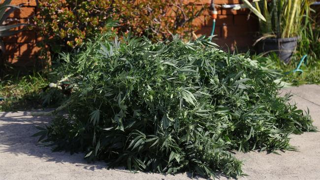 Police have charged a Canley Vale man who allegedly grew hundreds of cannabis plants worth almost $900,000.