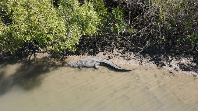 The crocodile pictured before it was caught.