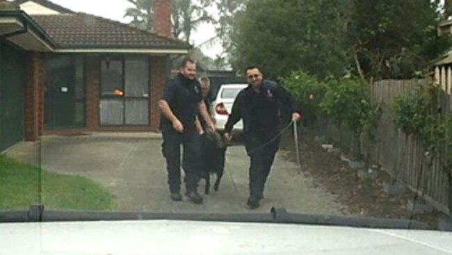 Lebron the goat is finally captured in the driveway of a property near the school.