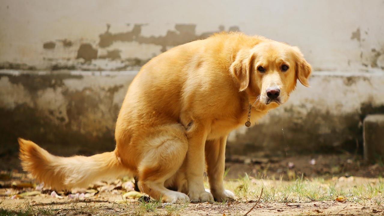 Almost 60 per cent of down owners would leave poo on the path if they could get away with it, reports a new survey. Picture: iStock