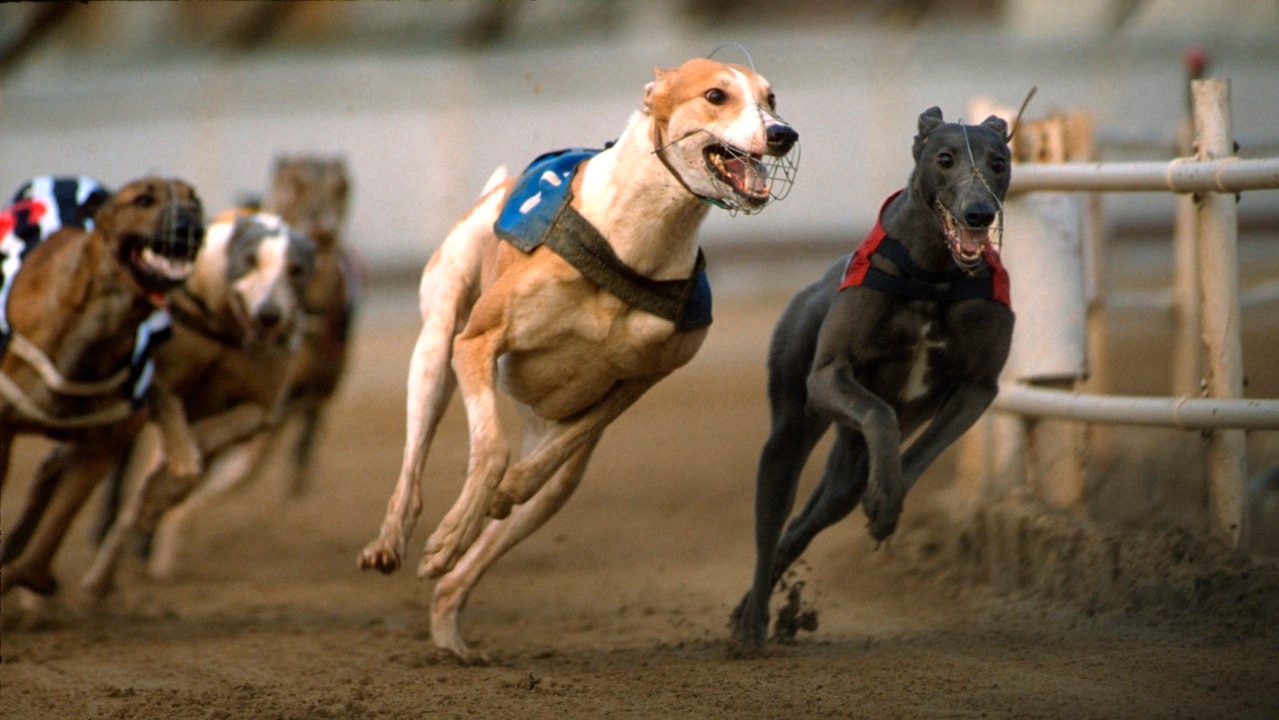 NSW government launches inquiry into greyhound racing