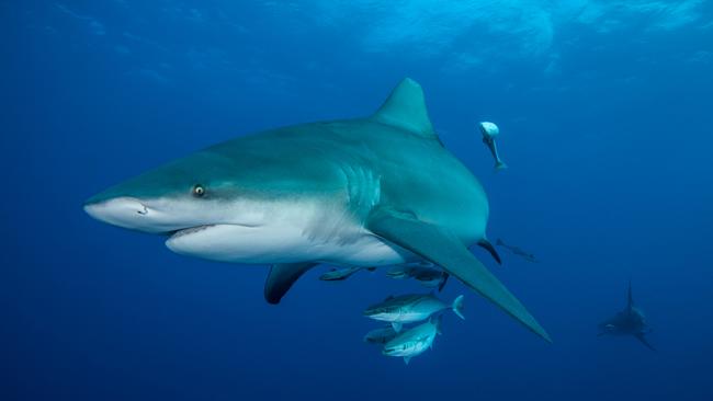 Emergency services say a bull shark, like the one pictured, was spotted in the Mitchell River in Bairnsdale. Picture: Supplied.