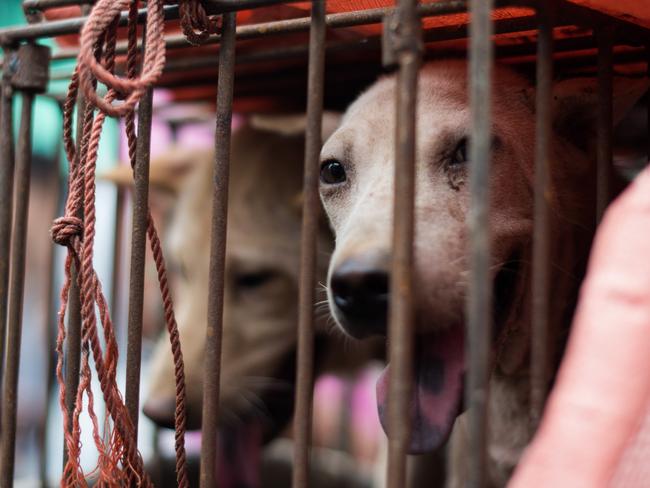 Yulin Dog Meat Festival: Ban on sale of dog meat at Lychee and Dog Meat  Festival  — Australia's leading news site