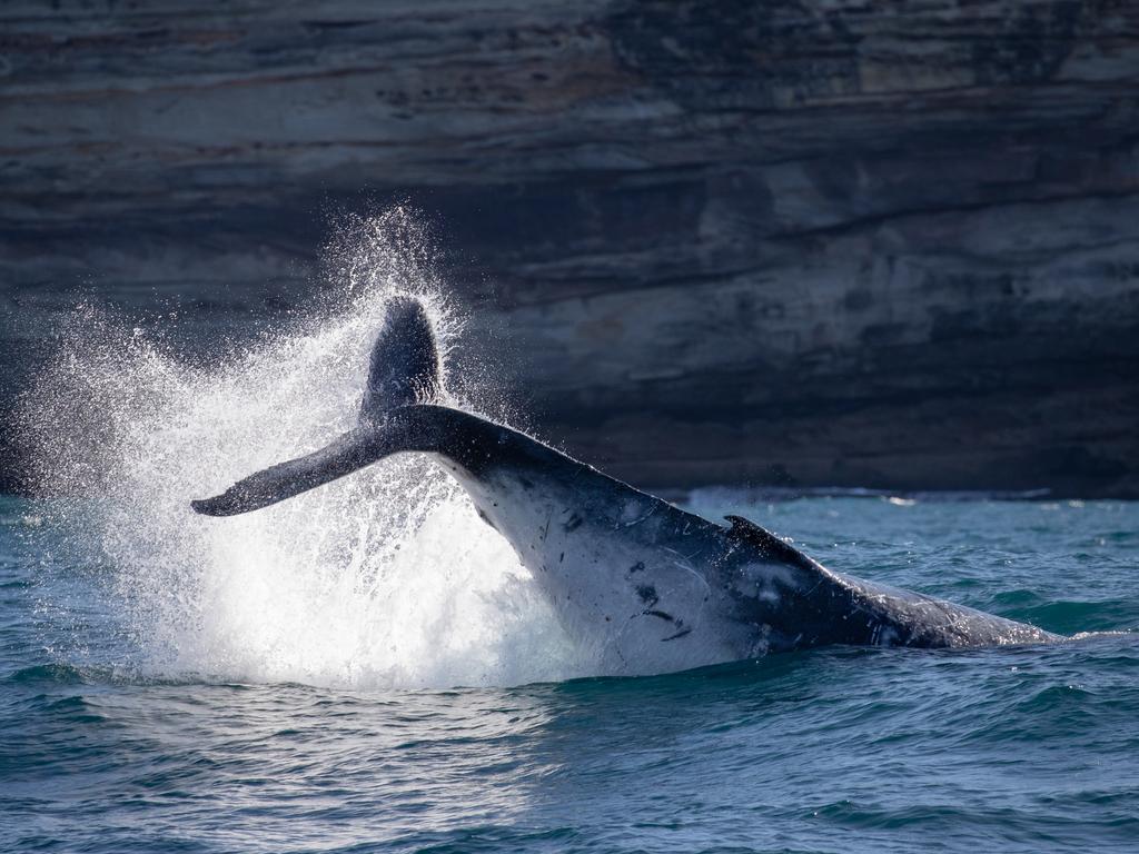 Thousands of whales are expected to visit our beaches as they migrate north. Picture: John Goodridge