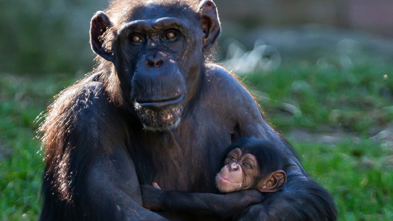 Baby Chimpanzee Born At Taronga Zoo | Sky News Australia