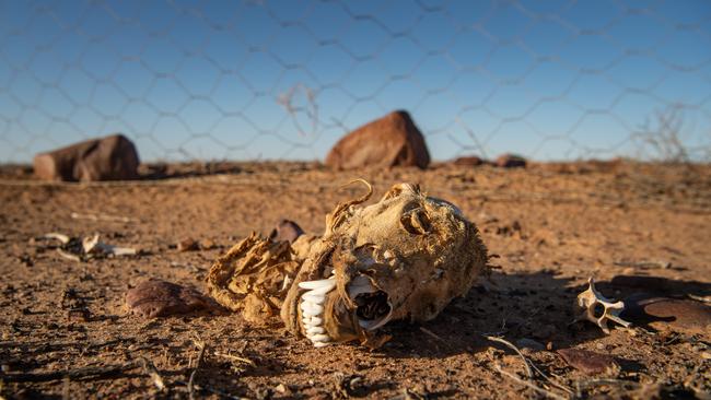 The State Government is investing in rebuilding the dog fence. Picture: Brad Fleet