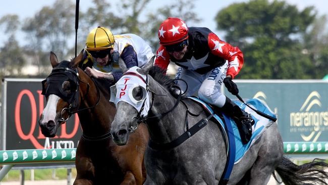 Winner of race 3 Rapido Gris. Rides by Ron Goltz at the Gold Coast Turf Club.  (Photo/Steve Holland)