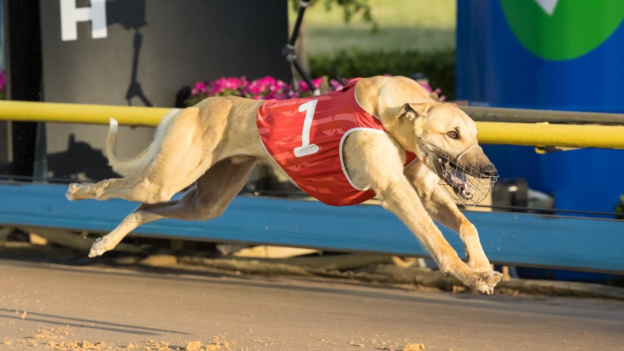 Valenzuela, owned by Ladbrokes Racing Club, wins at The Meadows.