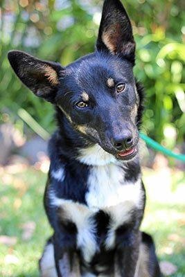 Kelpie jack russell sales mix