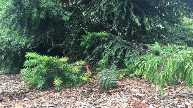 Bunya Pine nuts fall at the Australian Botanic Garden Mt Annan