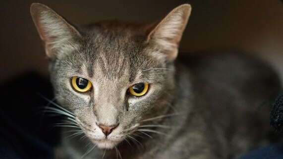 Residents near Nepean Hospital have been warned of several cats (not pictured) being poisoned in the area, however the <i>Press</i> was unable to verify any incidents. Picture: Supplied