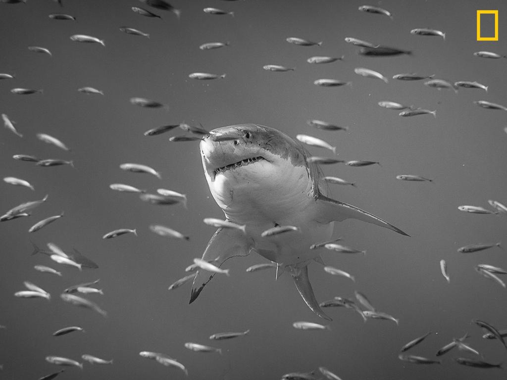 Photo by Alejandro Cupi / National Geographic Nature Photographer of the Year contest Great White Shark Great White Shark at Guadalupe Island, Mexico