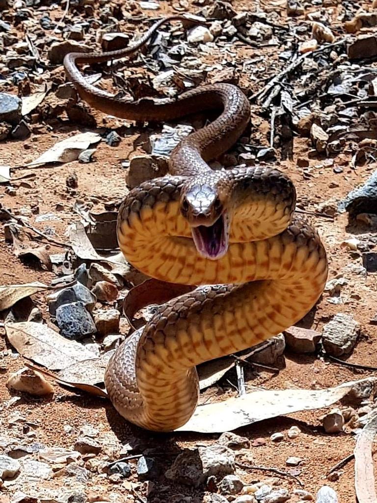 Eastern brown from Mount Warren Park. Gold Coast and Brisbane Snake Catcher Tony Harrison's best photos. Photo: Gold Coast and Brisbane Snake Catcher