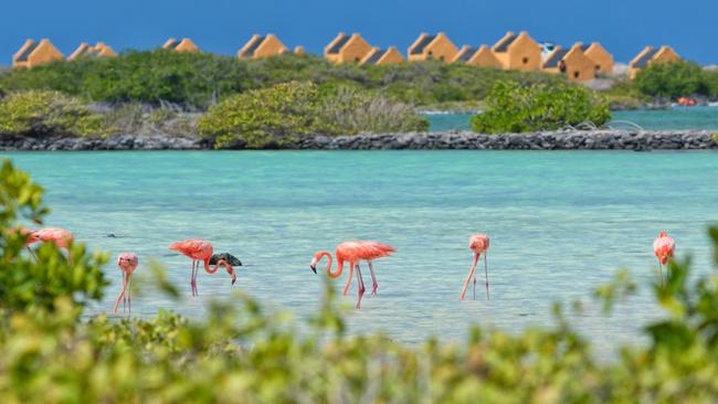 Pink flamingos on the Caribbean island, Bonaire