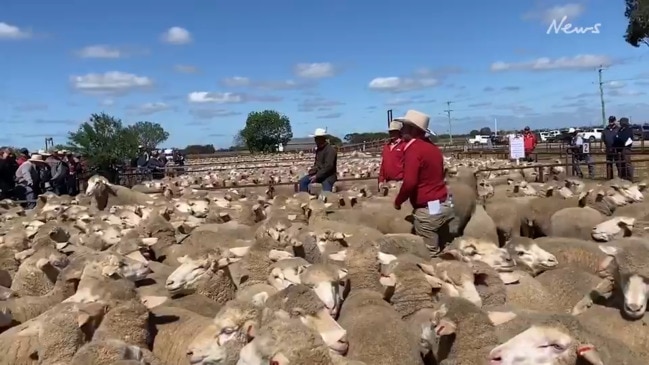Tough going at Jerilderie sheep sale