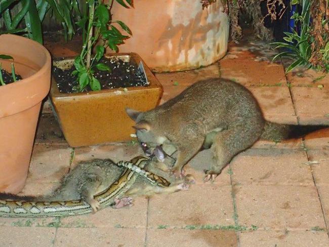 Eventually, the young possum was freed.