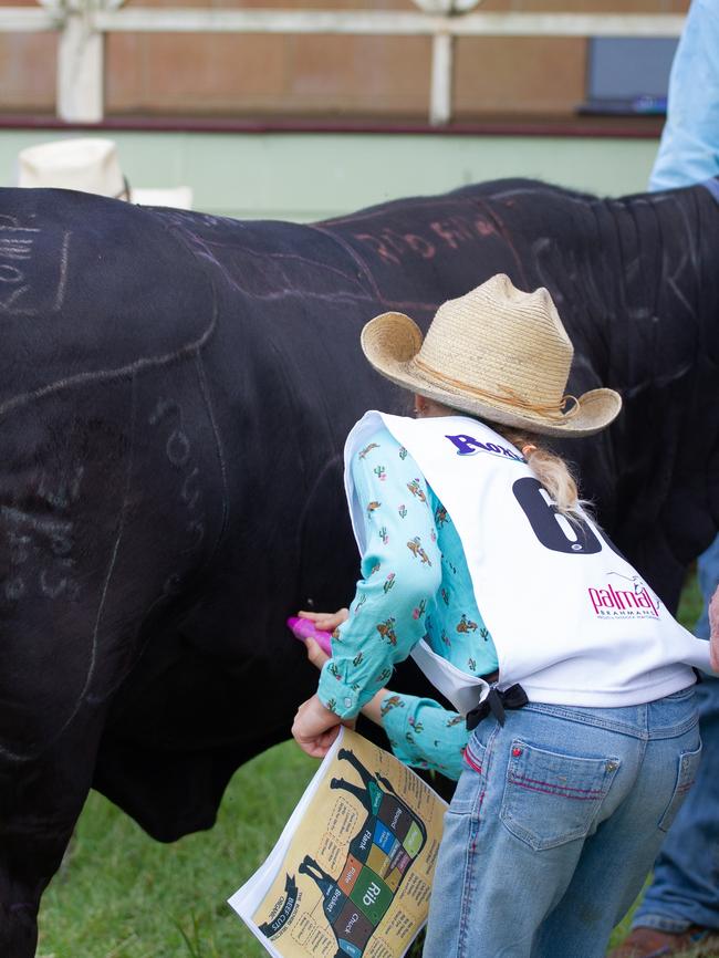 Campers marked out beef cuts on a patient beast.