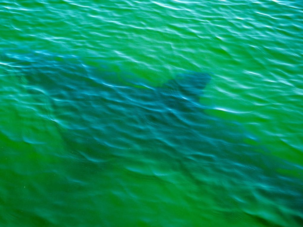 SharkSmart research identified conditions in which people should take extra care, including murky water, as seen here as a great white shark swims by a research vessel off the coast of Massachusetts, USA, in 2022. Picture: Joseph Prezioso/AFP