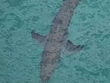 A shark seen off Salt Beach after Mr Pedretti was killed.