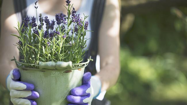 Angela Mollard has gardening in common with her neighbour Judy. Picture: iStock