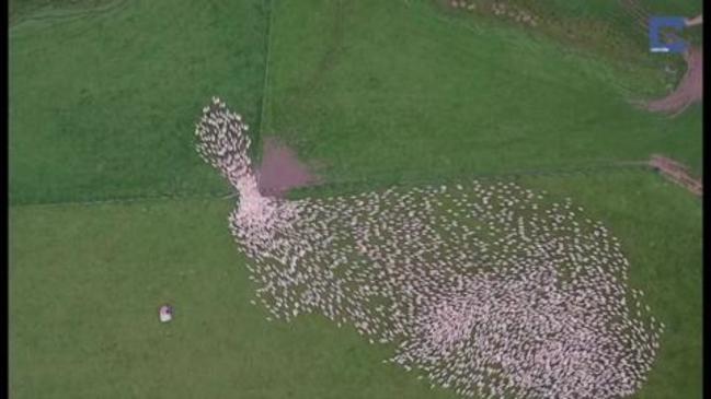 Mesmerising sheep