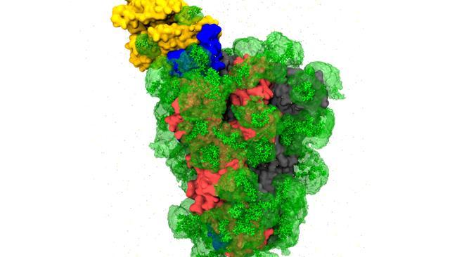 COVID-19 spike glycan shielding