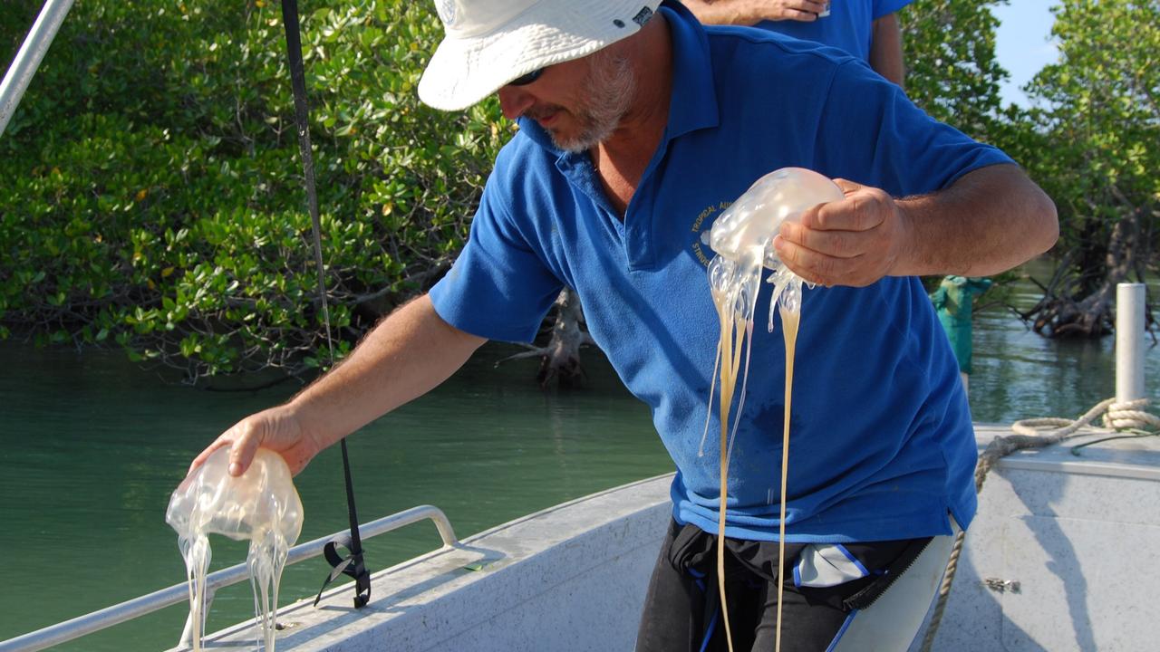 ‘Non-existent’: Venomous jellyfish numbers plummet