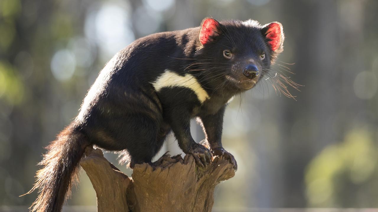 University of Tasmania study shows thousands of Tasmanian devils wiped