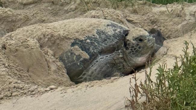 The turtle laying eggs early in the morning on Tuesday, January 23.