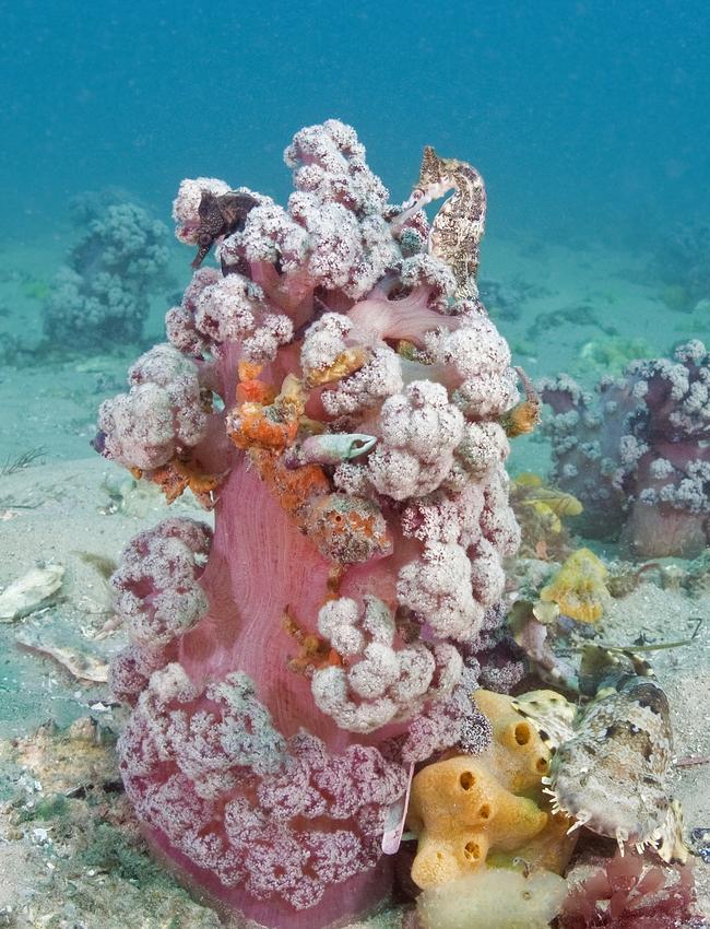 Soft coral at Port Stephens with seahorses and a Port Jackson shark. Picture: Dr David Harasti from NSW Department of Primary Industries (Fisheries)