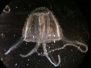 Irukandji has been found off the coast of Fraser Island. Picture: Contributed