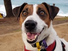 Lyall Ferguson’s Jack Russell Eddy loves his walks by the beach.