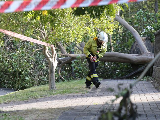 WILD WEATHER - WILD WEATHER - Gully winds on the Hills face causing havoc.ON HOWARD TCE, Hazelwood Park, MFS RESPONDING TO A GIANT TREE THAT BROUGHT DOWN POWER LINES. 20 March 2023. Picture Dean Martin