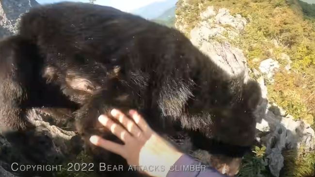 Video of bear attacking climber in Japanese mountains 
