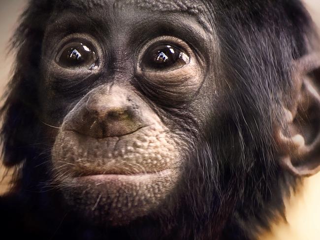 MUST NOT PUBLISH UNTIL MIDNIGHT SATURDAY OCTOBER 25TH FOR SUNDAY PAPERS MUST CREDIT PICTURE MEDIA Image #: 32690671 EXCLUSIVE - UNDATED - STUTTGART ZOO, GERMANY: A baby bonobo looking cute. HEART-MELTING shots of baby primates could be the cutest youíll see this year. From a rare and adorable bald bonobo nursing on his mum to a furry bonobo baby just happy to play in a pile of straw these pint-sized apes will one day be powerful creatures ñ but for the moment they are little bundles of joy. Other pictures include an orang-utan baby just happy to be alive, a cute gorilla and a young chimp stretching as if in a yoga pose. Newborn-obsessed photographer and animal handler Sonja Probst (46) from Bavaria took a 3,600 mile whirlwind tour of zoos in Germany and Tenerife to capture her extraordinary images. MD /Landov