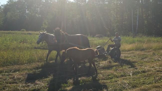 A horse-drawn plough on the family farm.