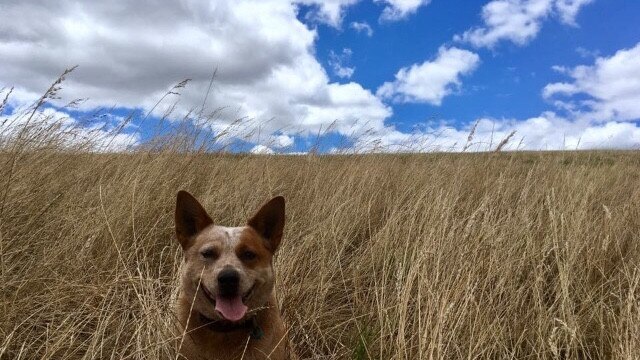 The Weekly Times Day of Dogs 2018 #dayofdogs18 Olivia O’Connor of Berrys Creek sent in this picture of Red Heeler Ruby in the long grass.