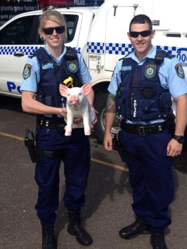 Campbelltown police return Pig home in 2014.