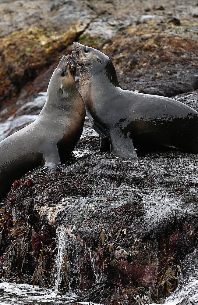 Cape Bridgewater seals. tour. Picture: Tim Carrafa