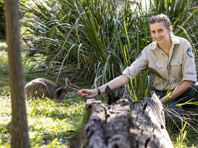 David Fleay Wildlife Park carer Molly Widdicombe with Flash, a five-month-old bridled nailtail wallaby, at the Burleigh Heads Park. Photo: Mark Cranitch.