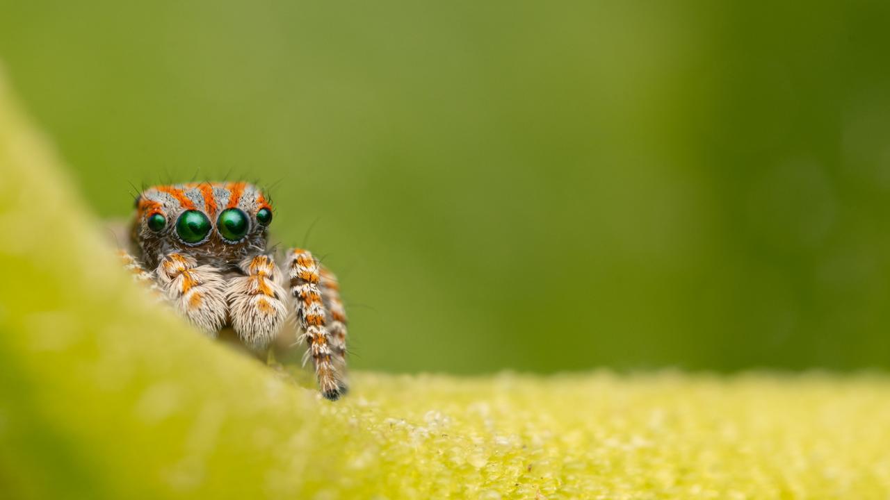 Torquays Tiny Dancing Peacock Spider Geelong Advertiser