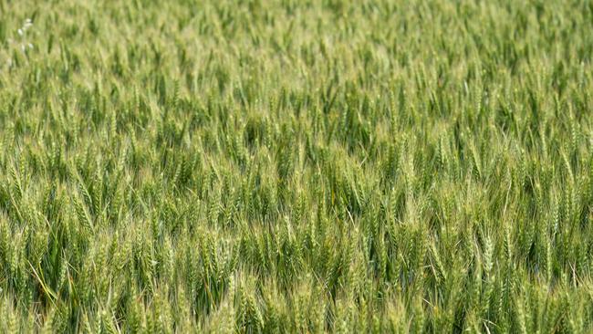 Australian wheat growers will be hoping to capitalise on prices remaining buoyant due to misfortune in northern hemisphere crops. Picture: Zoe Phillips