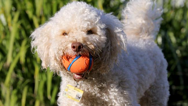 Teddy the miniature poodle playing in Waterfront Park off-leash area in Newstead. Picture: AAP/David Clark