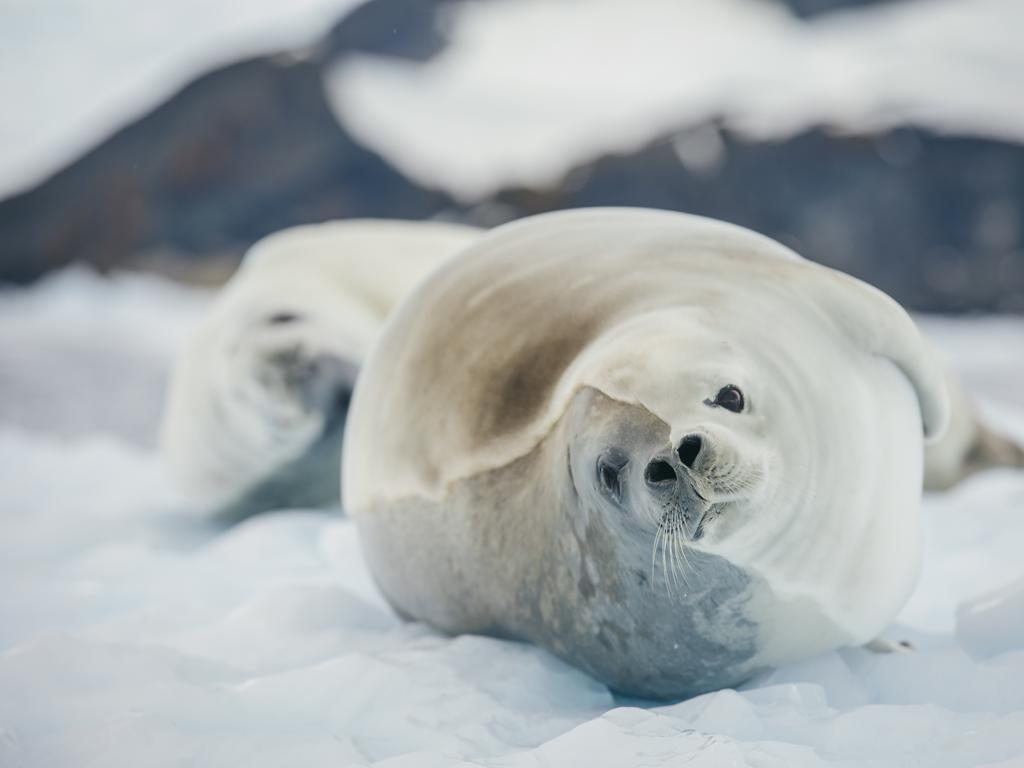 Antarctica is the only continent that hasn’t seen a case of COVID-19. Picture: Intrepid Travel