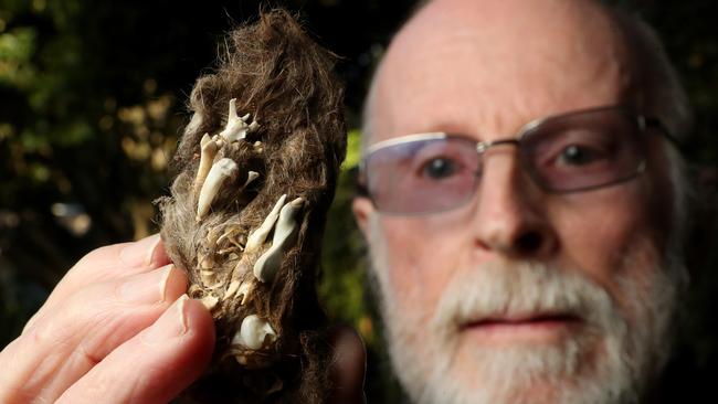 Graham Medlin leads a project sifting through barn owl pellets to find clues to what small animals are in a region. Picture: Calum Robertson